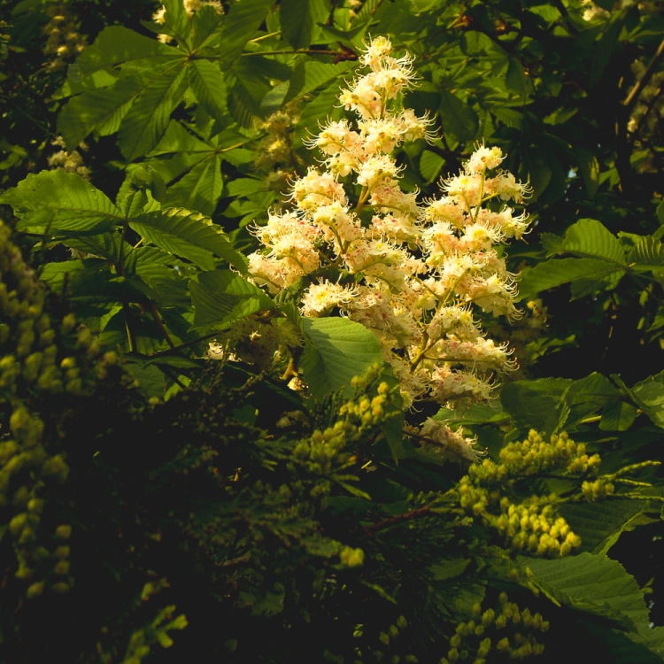 nikon L11 34.jpg